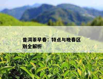 普洱茶早春：特点与晚春区别全解析