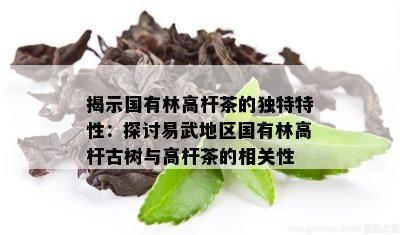 揭示国有林高杆茶的独特特性：探讨易武地区国有林高杆古树与高杆茶的相关性