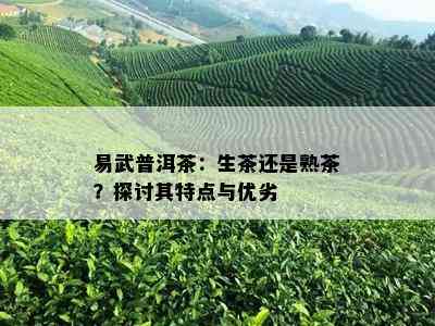 易武普洱茶：生茶还是熟茶？探讨其特点与优劣