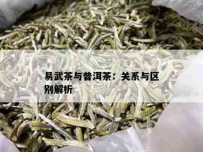 易武茶与普洱茶：关系与区别解析