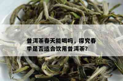 普洱茶春天能喝吗，探究春季是否适合饮用普洱茶？