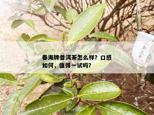 春海牌普洱茶怎么样？口感如何，值得一试吗？