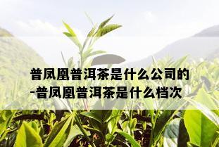 普凤凰普洱茶是什么公司的-普凤凰普洱茶是什么档次