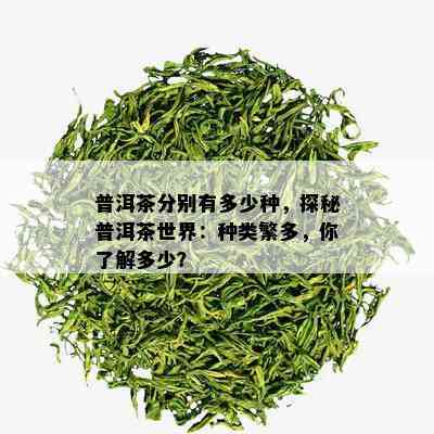 普洱茶分别有多少种，探秘普洱茶世界：种类繁多，你了解多少？