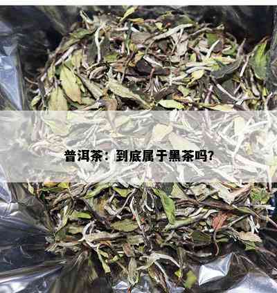 普洱茶：到底属于黑茶吗？