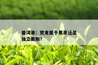 普洱茶：究竟属于黑茶还是独立类别？