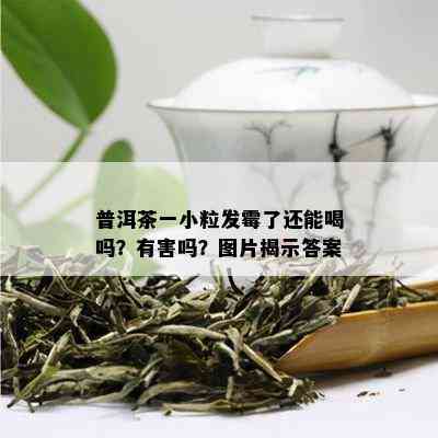 普洱茶一小粒发霉了还能喝吗？有害吗？图片揭示答案