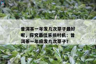 普洱茶一年发几次芽子更好呢，探究更佳采摘时机：普洱茶一年应发几次芽子？