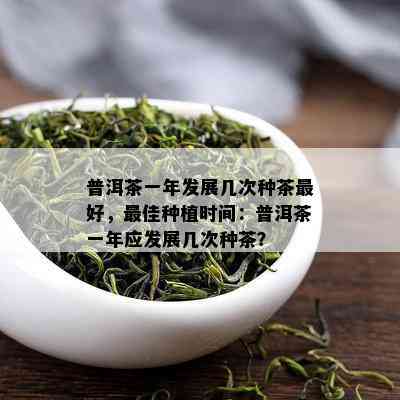 普洱茶一年发展几次种茶更好，更佳种植时间：普洱茶一年应发展几次种茶？