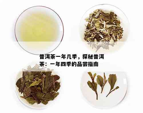 普洱茶一年几季，探秘普洱茶：一年四季的品尝指南