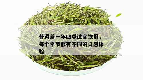 普洱茶一年四季适宜饮用，每个季节都有不同的口感体验