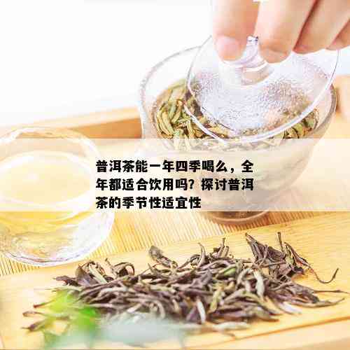 普洱茶能一年四季喝么，全年都适合饮用吗？探讨普洱茶的季节性适宜性