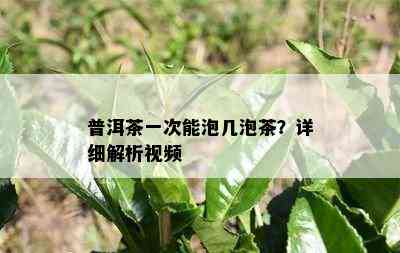 普洱茶一次能泡几泡茶？详细解析视频