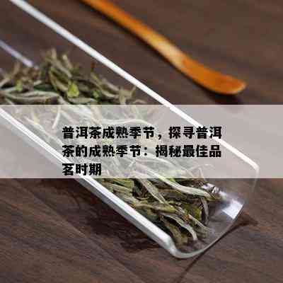 普洱茶成熟季节，探寻普洱茶的成熟季节：揭秘更佳品茗时期