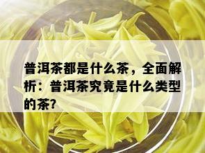 普洱茶都是什么茶，全面解析：普洱茶究竟是什么类型的茶？