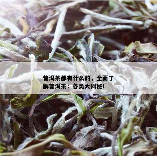 普洱茶都有什么的，全面了解普洱茶：各类大揭秘！