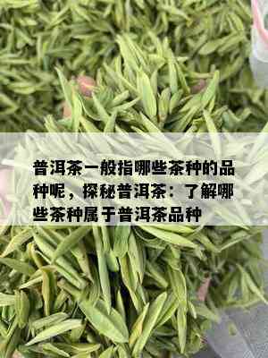 普洱茶一般指哪些茶种的品种呢，探秘普洱茶：了解哪些茶种属于普洱茶品种