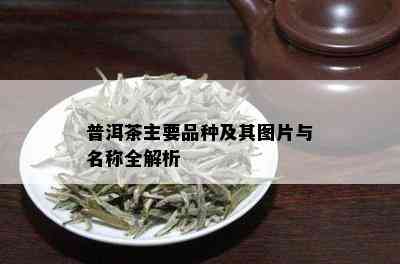 普洱茶主要品种及其图片与名称全解析