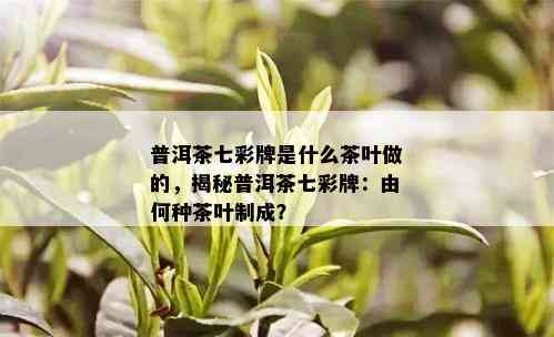 普洱茶七彩牌是什么茶叶做的，揭秘普洱茶七彩牌：由何种茶叶制成？