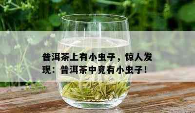 普洱茶上有小虫子，惊人发现：普洱茶中竟有小虫子！