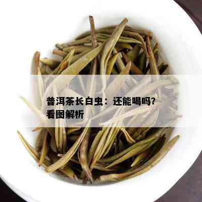 普洱茶长白虫：还能喝吗？看图解析