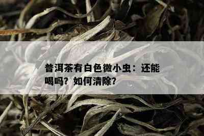 普洱茶有白色微小虫：还能喝吗？如何清除？