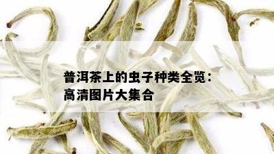 普洱茶上的虫子种类全览：高清图片大集合