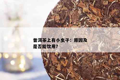 普洱茶上有小虫子：原因及是否能饮用？