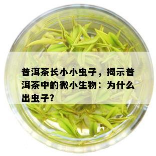 普洱茶长小小虫子，揭示普洱茶中的微小生物：为什么出虫子？