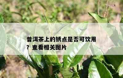 普洱茶上的锈点是否可饮用？查看相关图片