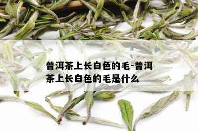 普洱茶上长白色的毛-普洱茶上长白色的毛是什么