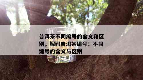 普洱茶不同编号的含义和区别，解码普洱茶编号：不同编号的含义与区别