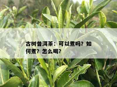 古树普洱茶：可以煮吗？如何煮？怎么喝？