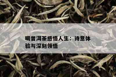 喝普洱茶感悟人生：诗意体验与深刻领悟