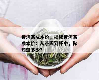 普洱茶成本价，揭秘普洱茶成本价：从茶园到杯中，你知道多少？