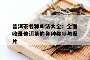 普洱茶名称叫法大全：全面收录普洱茶的各种称呼与图片