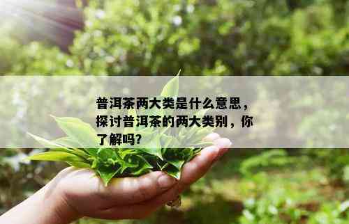 普洱茶两大类是什么意思，探讨普洱茶的两大类别，你了解吗？