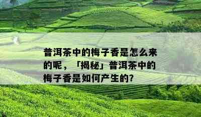 普洱茶中的梅子香是怎么来的呢，「揭秘」普洱茶中的梅子香是如何产生的？