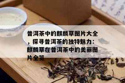 普洱茶中的麒麟草图片大全，探寻普洱茶的独特魅力：麒麟草在普洱茶中的美丽图片全览