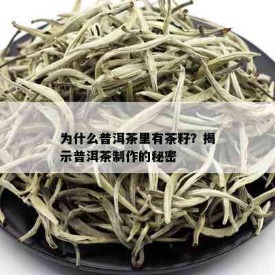 为什么普洱茶里有茶籽？揭示普洱茶制作的秘密