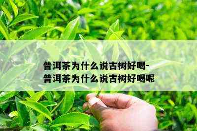 普洱茶为什么说古树好喝-普洱茶为什么说古树好喝呢