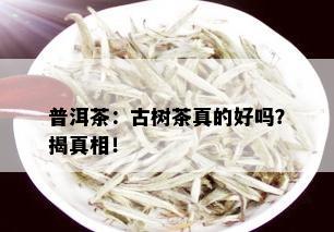 普洱茶：古树茶真的好吗？揭真相！