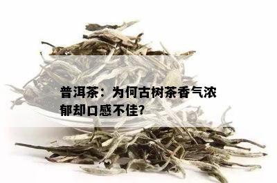 普洱茶：为何古树茶香气浓郁却口感不佳？