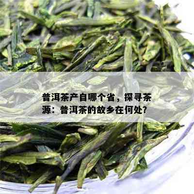 普洱茶产自哪个省，探寻茶源：普洱茶的故乡在何处？