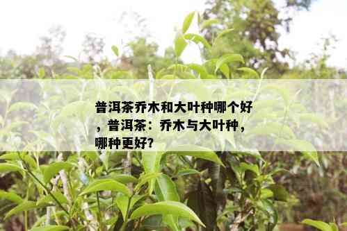 普洱茶乔木和大叶种哪个好，普洱茶：乔木与大叶种，哪种更好？