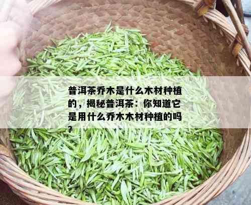 普洱茶乔木是什么木材种植的，揭秘普洱茶：你知道它是用什么乔木木材种植的吗？