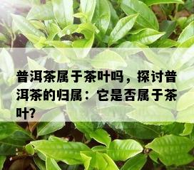 普洱茶属于茶叶吗，探讨普洱茶的归属：它是否属于茶叶？