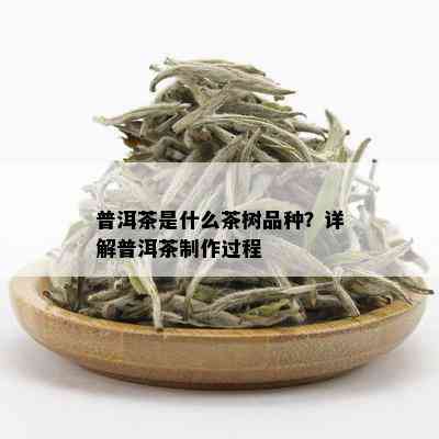 普洱茶是什么茶树品种？详解普洱茶制作过程