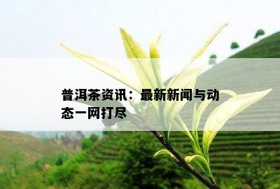 普洱茶资讯：最新新闻与动态一网打尽