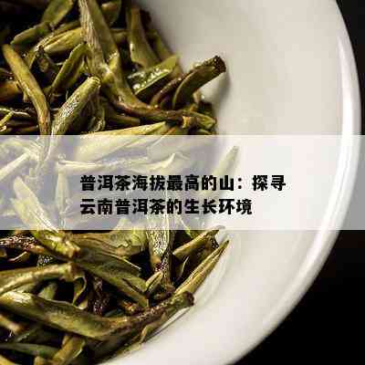 普洱茶海拔更高的山：探寻云南普洱茶的生长环境